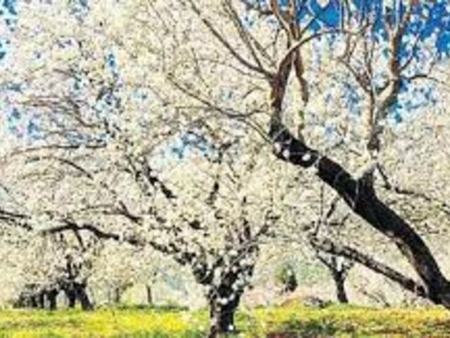 DATÇA BADEM ÇİCEĞİ FESTİVALİ TURU