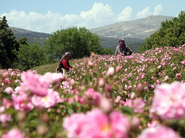 ISPARTA GÜL HASADI TURU