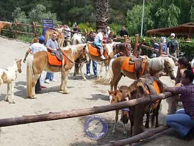 İZMİR ÇİÇEKLİ KÖY- KIMIZ AT ÇİFTLİĞİ